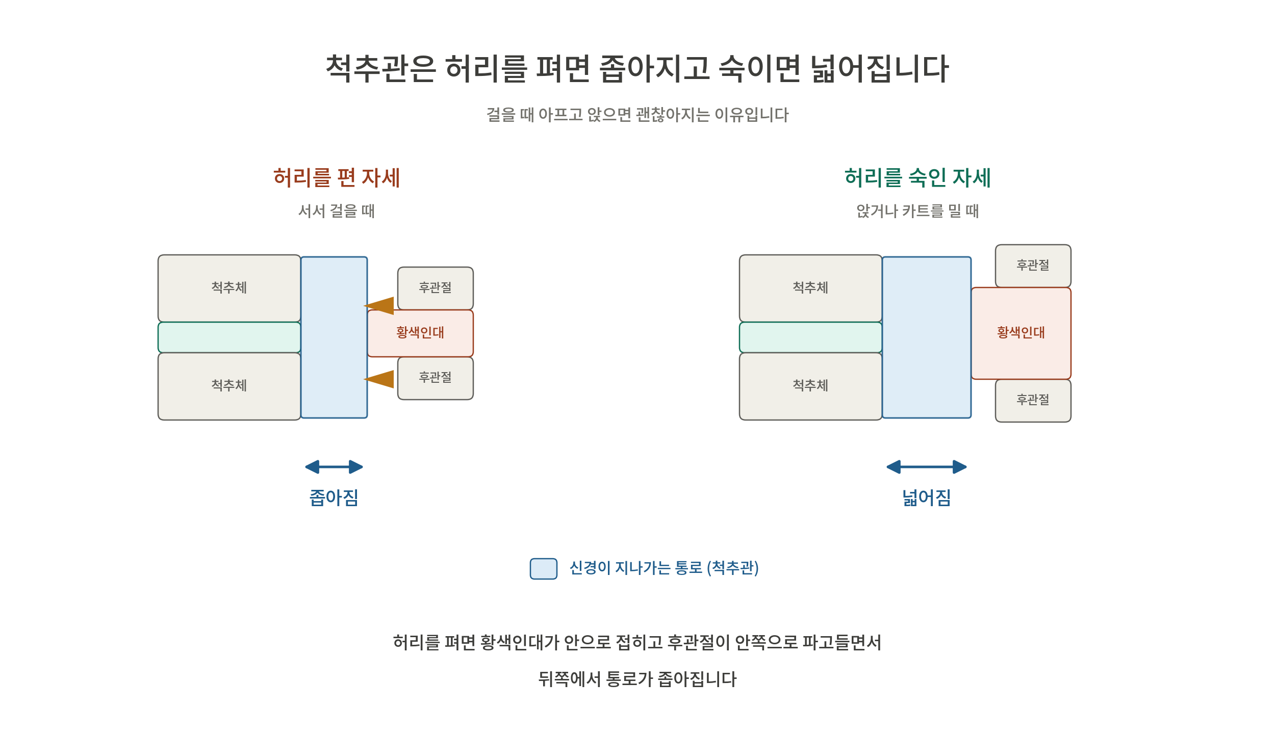 척추관의 허리가 펴진 상태와 숙인 상태를 비교한 다이어그램. 허리를 펼 때와 숙일 때의 척추관 변화 설명.