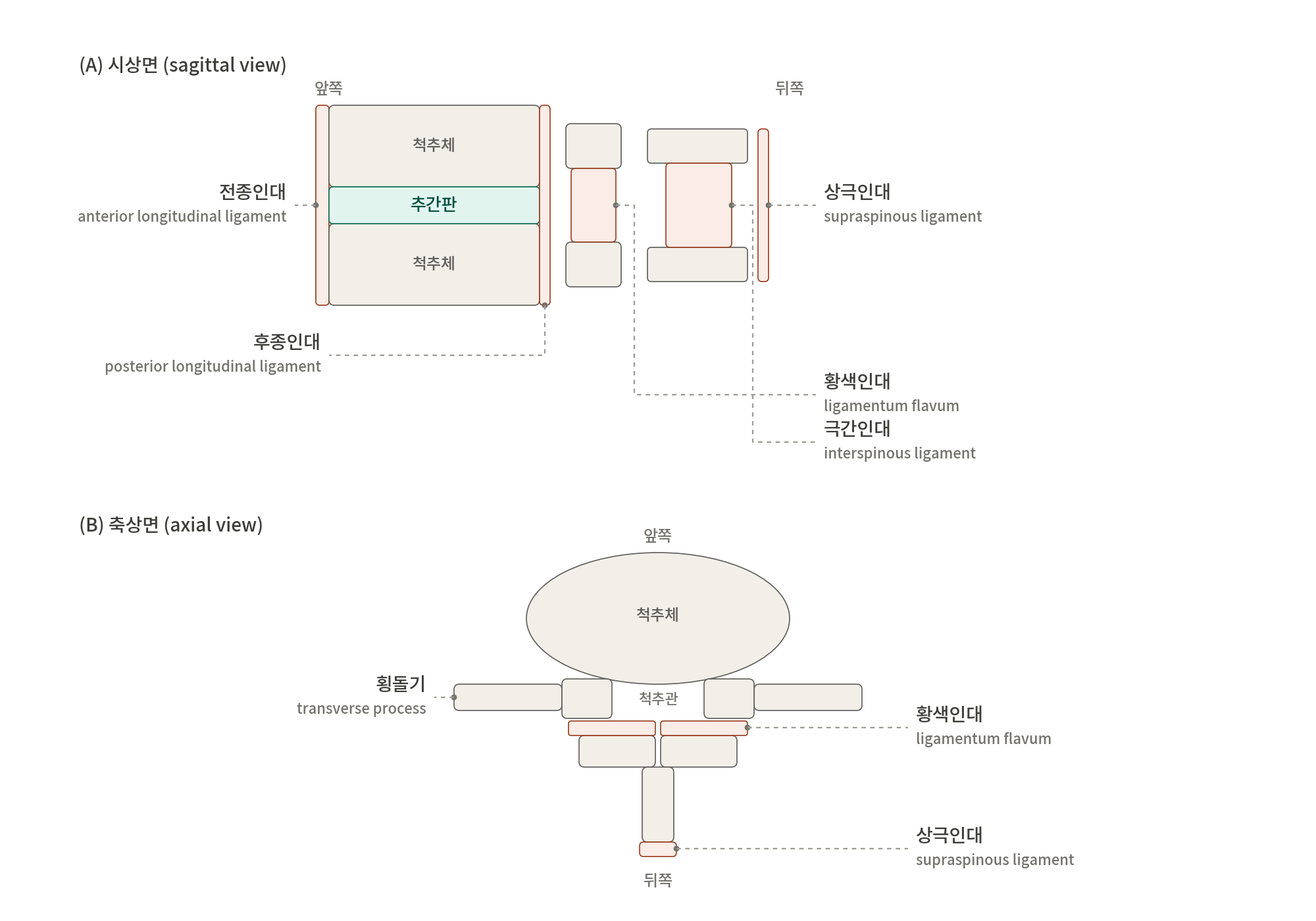 척추체의 시상면 및 축상면 해부학적 구조를 보여주는 다이어그램, 전후 longitudinal ligament, 황색인대, 상구인대 등 라벨이 포함됨.